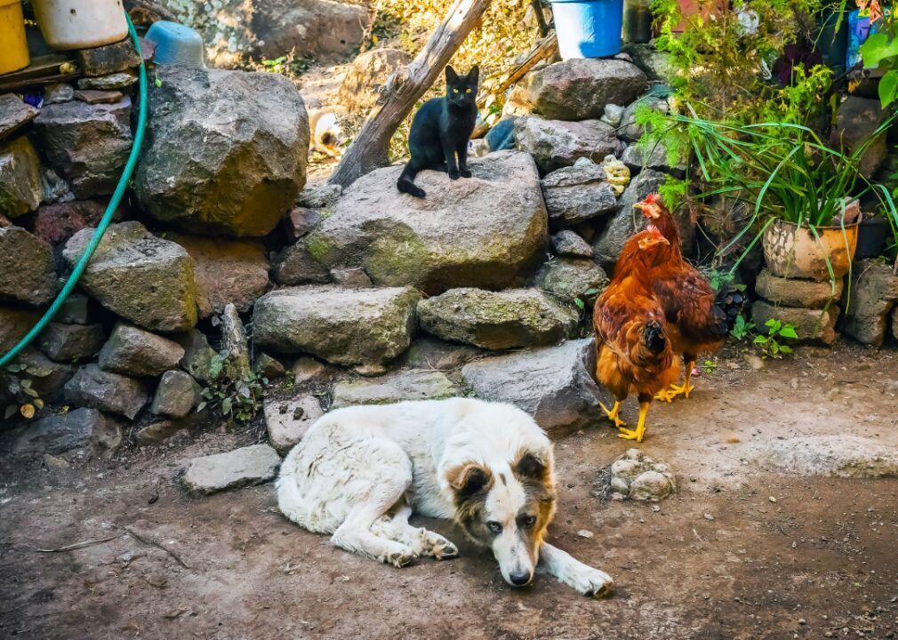 Chickens, dog, and cat